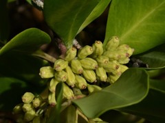 Scyphiphora hydrophylacea