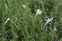 Mandevilla brachysiphon