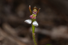 Eriochilus collinus