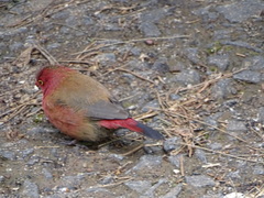 Lagonosticta senegala