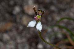Eriochilus collinus