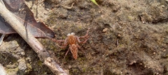 Oxyopes schenkeli