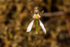 Eriochilus collinus