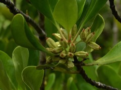 Scyphiphora hydrophylacea