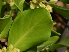 Scyphiphora hydrophylacea