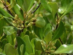 Scyphiphora hydrophylacea