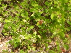 Scyphiphora hydrophylacea