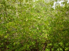 Scyphiphora hydrophylacea