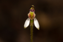 Eriochilus collinus