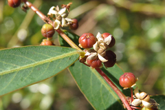 Phyllanthus sellowianus