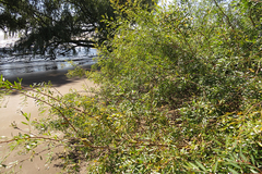 Phyllanthus sellowianus