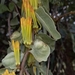 Agelanthus pungu - Photo (c) Jean, some rights reserved (CC BY-NC), uploaded by Jean