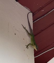 Anolis bimaculatus