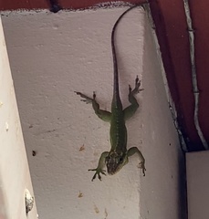 Anolis bimaculatus