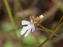 Stylidium schizanthum
