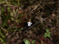 Stylidium schizanthum