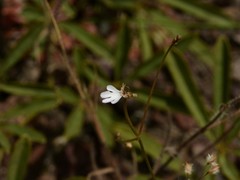 Stylidium schizanthum