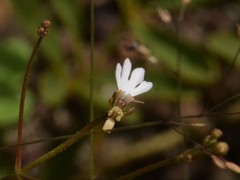 Stylidium schizanthum