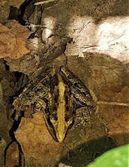 Ptychadena mossambica