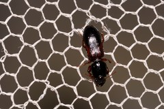 Clivina