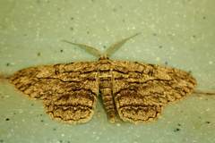 Hypomecis transcissa