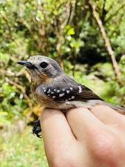 Chasiempis sclateri
