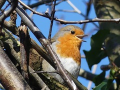 Erithacus rubecula
