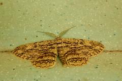 Hypomecis transcissa