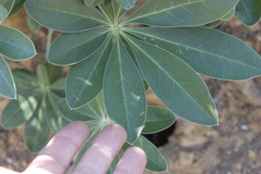 Lupinus cervinus