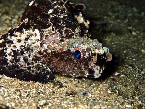 Goblinfish (Glyptauchen panduratus) — Tetrarogidae — 3