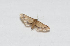 Idaea trypheropa
