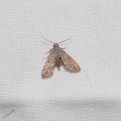 Araeopteron canescens