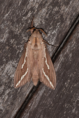 Abantiades argyrosticha