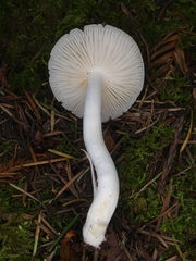 Hygrophorus subaustraligus
