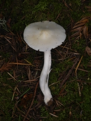 Hygrophorus subaustraligus