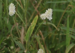 Gomphrena sonorae