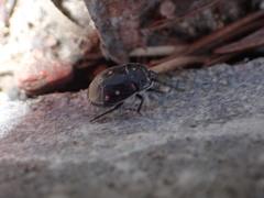 Adomerus biguttatus