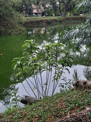 Gymnanthemum amygdalinum