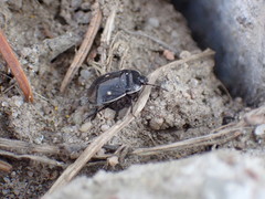 Adomerus biguttatus