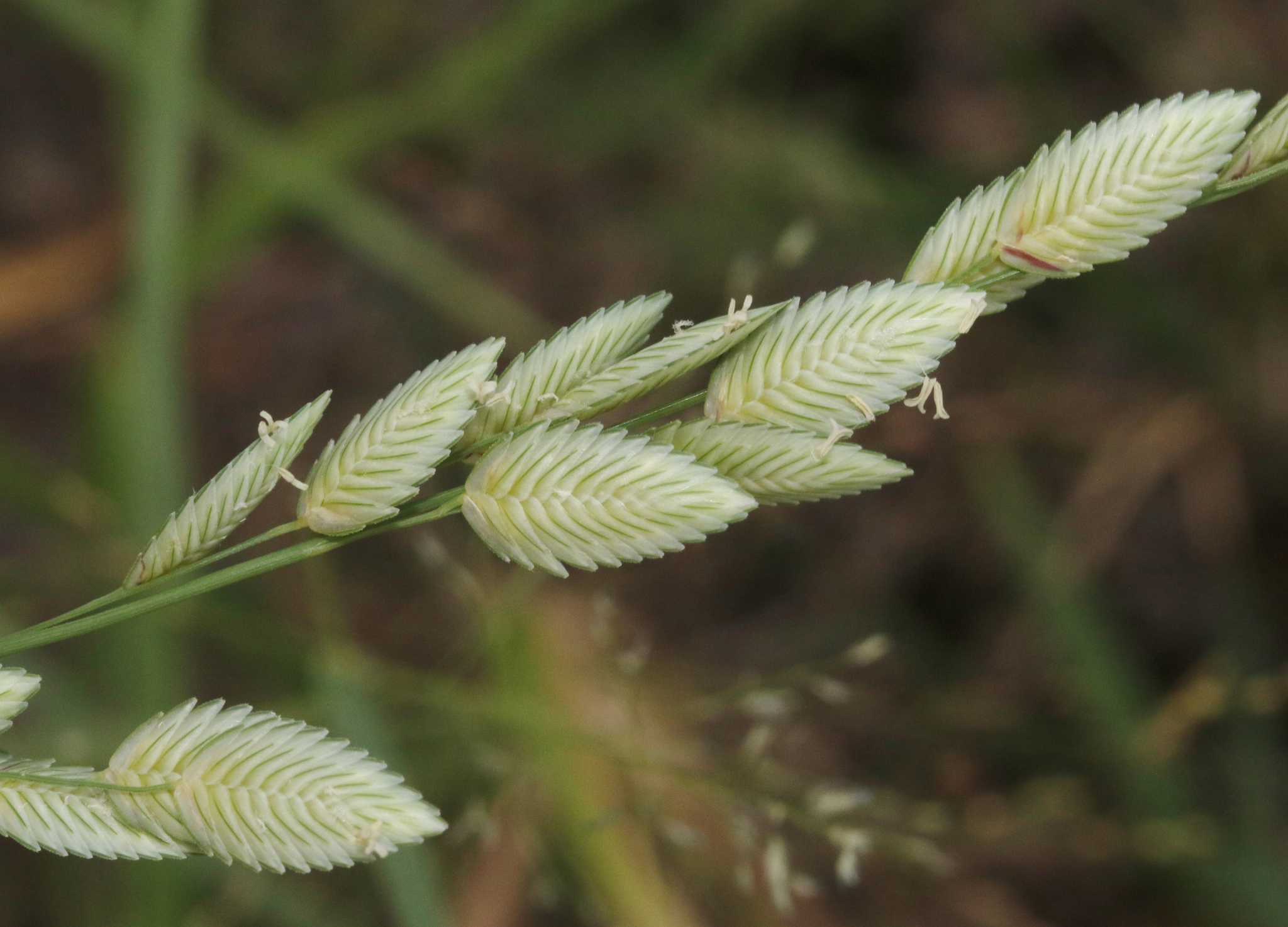 Eragrostis superba