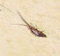 Paronellides