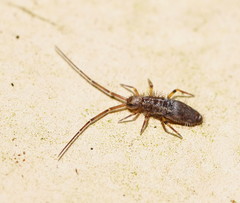 Paronellides