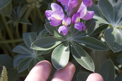 Lupinus cervinus