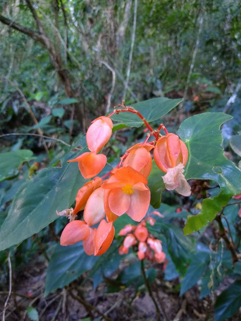 Begonia dichroa