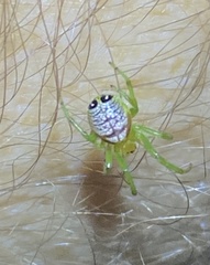 Bijoaraneus praesignis