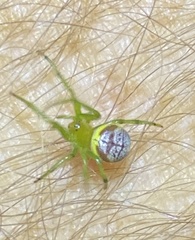 Bijoaraneus praesignis