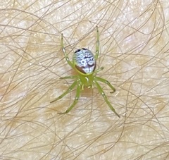 Bijoaraneus praesignis