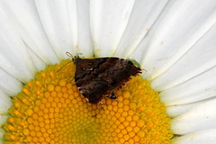 Choreutis pariana