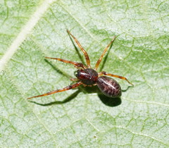 Battalus