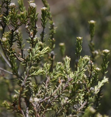 Phylica rogersii